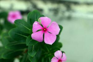 Beautiful flower picture which is known a night bloom jasmine or in hindi raat ki rani. photo