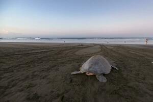 Turtles nesting during sunrise at Ostional beach in Costa Rica photo