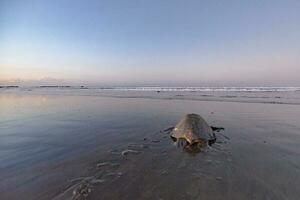 Turtles nesting during sunrise at Ostional beach in Costa Rica photo