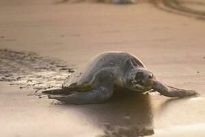 Turtles nesting during sunrise at Ostional beach in Costa Rica photo