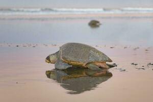 Turtles nesting during sunrise at Ostional beach in Costa Rica photo