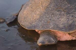 Turtles nesting during sunrise at Ostional beach in Costa Rica photo