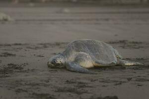 Turtles nesting during sunrise at Ostional beach in Costa Rica photo