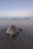 Turtles nesting during sunrise at Ostional beach in Costa Rica photo