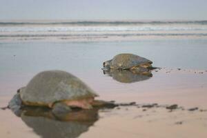 Turtles nesting during sunrise at Ostional beach in Costa Rica photo