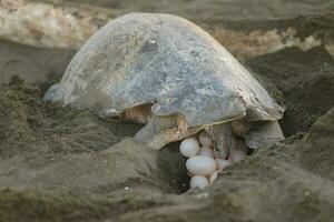 Turtles nesting during sunrise at Ostional beach in Costa Rica photo