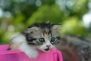 cat tried to climb out of the basket. photo