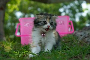 gato izquierda el cesta para un caminar en el jardín. foto