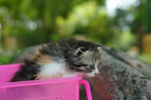 cat tried to climb out of the basket. photo