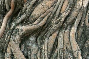 un montón de árbol raíces progresivo espalda y adelante. foto