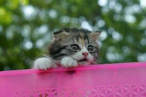 cat tried to climb out of the basket. photo