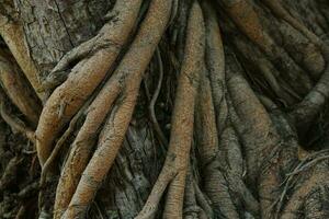 un montón de árbol raíces progresivo espalda y adelante. foto