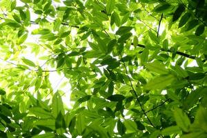 green leaves nature background photo