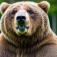 a bear close up. photo