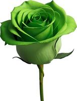 a green rose with green leaves on a white background. AI-Generative photo