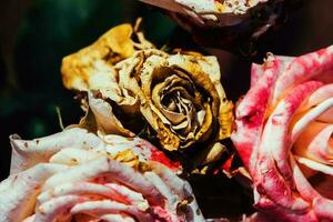 Dried Red Roses Close Up photo