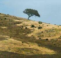 antiguo corcho roble árbol en un colina en alentejo, Portugal foto