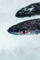 Fresco pescado lubina con hielo en con hielo antecedentes foto