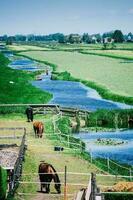 muchos caballos en verde herboso prado siguiente a un canal y distante granja en el Países Bajos foto