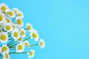 White chamomiles on bright blue background with copy space. Small white chrysanthemums look like daisies. Hello summer and spring holidays concept. photo