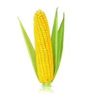 ripe fresh corn isolated on white background. photo