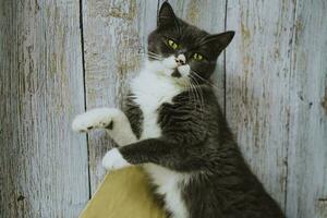 gato británico de pelo corto foto