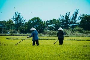 asiático mujer granjero trabajando arroz campo foto