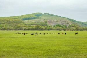 Cows graze and rest on a spring or summer meadow with fresh, bri photo