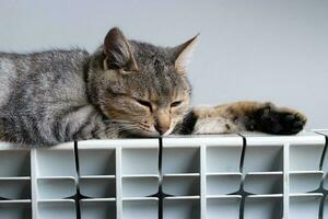 un Tigre gato relajante en un calentar radiador foto