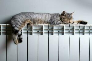 A tiger cat relaxing on a warm radiator photo