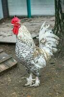 blanco y moteado gallo de un especial raza con un brillante rojo foto