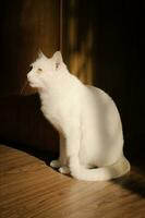 cute white cat sunshine photo