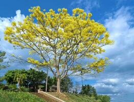 yellow poinciana tree blooms photo