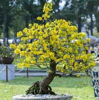 bonsai tree blooming with yellow flower photo