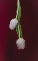 white tulip red background flower photography photo