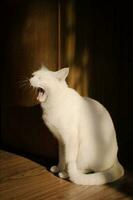linda blanco gato Brillo Solar foto