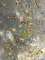 flower petals falling concrete photo