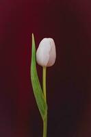 blanco tulipán rojo antecedentes flor fotografía foto