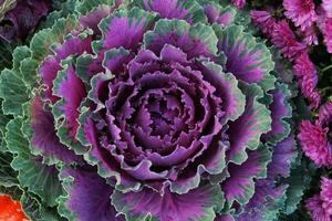 Close-up of fresh plant leaves decorative purple cabbage Brassica oleracea. Organic vegetable healthy eating concept. Autumn harvesting. Vegan food. Agriculture gardening, growing and bio farming photo