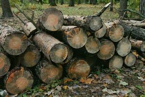 deforestación, destrucción tala de bosques. cortar árboles en el parque de la ciudad. madera talada en montón. concepto de ecología. problemas ambientales globales. rescatar la naturaleza, salvar el planeta. madera picada y troncos apilados foto