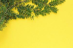 verde abeto rama en amarillo antecedentes con Copiar espacio. Navidad árbol decoración. invierno fiesta tarjeta. nuevo año concepto. abeto, pino ramita de cerca foto