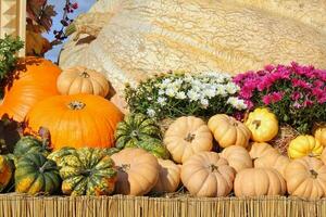 Colorful pumpkins at harvesting festival. Fresh organic nutrition. Farm market. Vegetarian, raw food, healthy lifestyle concept. photo