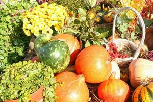 Colorful pumpkins at harvesting festival. Fresh organic nutrition. Farm market. Vegetarian, raw food, healthy lifestyle concept. photo