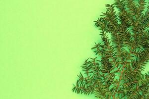 Green spruce branch on green background with copy space. Christmas tree decoration. Winter holiday card. New year concept. Fir, pine twig close-up photo