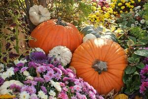 Colorful pumpkins at harvesting festival. Fresh organic nutrition. Farm market. Vegetarian, raw food, healthy lifestyle concept. photo