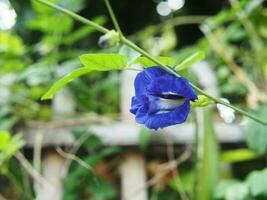 butterfly pea blue flower on bokeh background nature plants photo