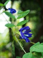 butterfly pea blue flower on bokeh background nature plants photo