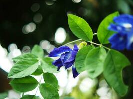 mariposa guisante azul flor en bokeh antecedentes naturaleza plantas foto
