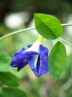 butterfly pea blue flower on bokeh background nature plants photo