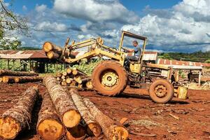 Portrait of tractor driver at sawmill, many large logs. Man driving tractor at sawmill. photo